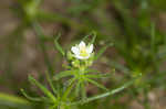 Corn spurry 